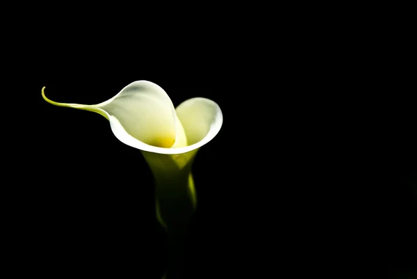 Geïsoleerde lily — Stockfoto