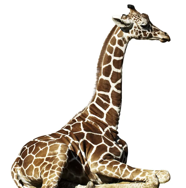 Giraffe Stockbild