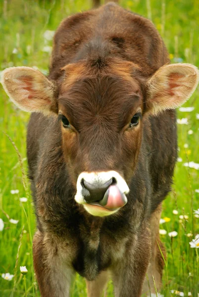 소의 코를 핥 아 — 스톡 사진