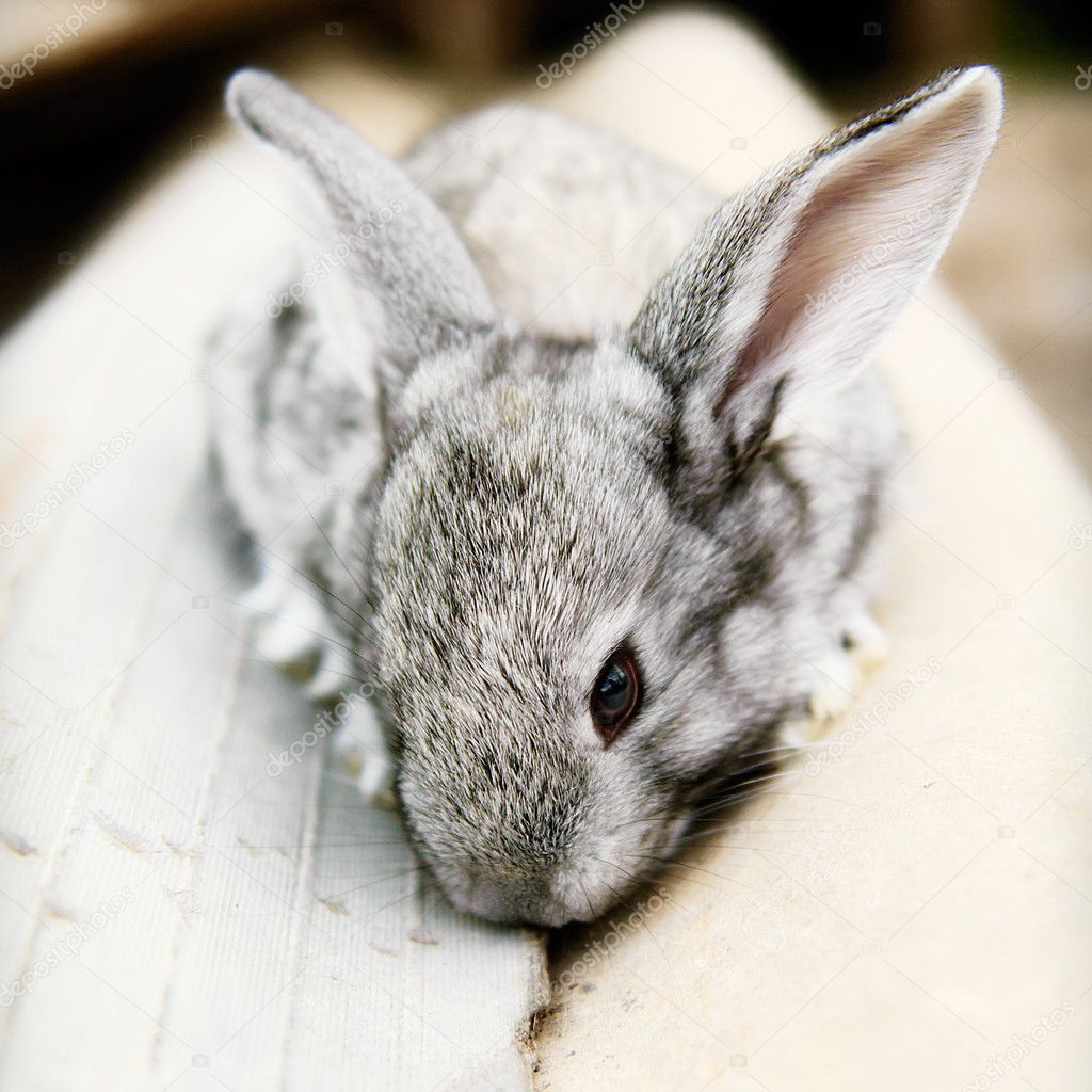 Chinchilla cinsi tavşan: açıklama Chinchilla cinsi tavşan: açıklama