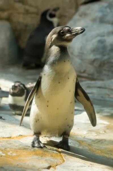 stock image Penguin in zoo