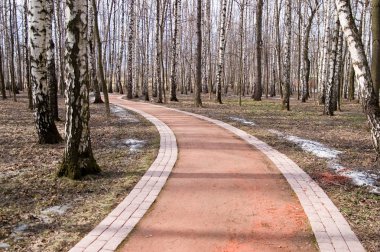 Birch alley in spring park clipart