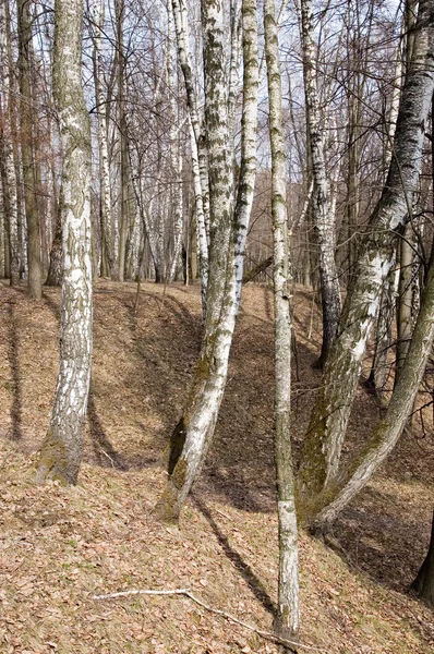 Huş ağaçları bahar Parkı