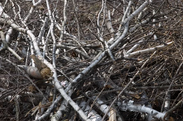 stock image Broken birch branchs