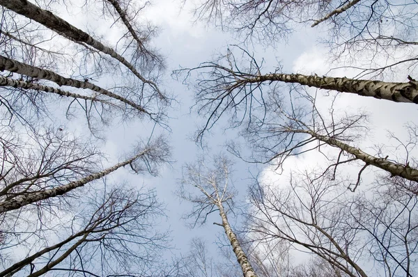 stock image Spring birch grove