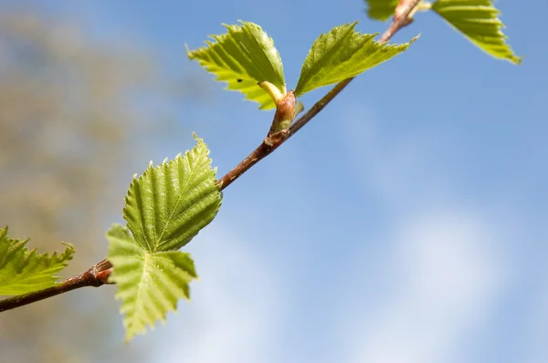 stock image Branch of a birch