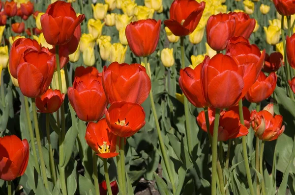 stock image Tulips