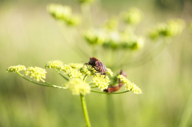 graphosoma lineatum hata