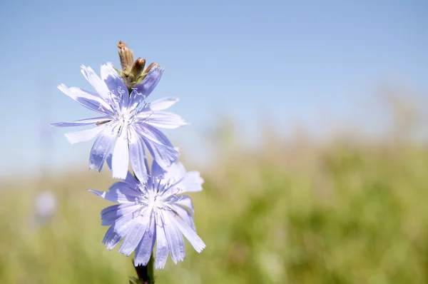 Stock image Chicory flower