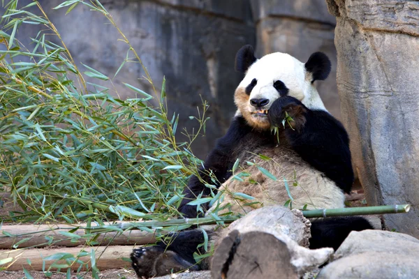 stock image Panda bear eating bamboo