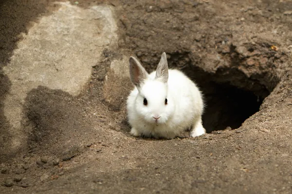 Lindo conejo blanco dejando madriguera —  Fotos de Stock