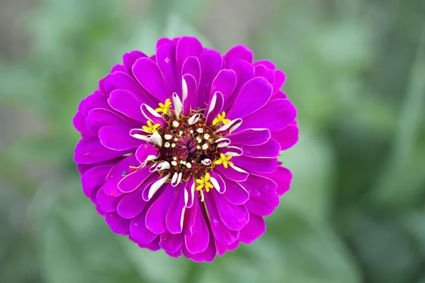 Single pink Zinnia Flower with natural background — Stock Photo, Image