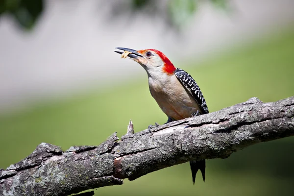 啄木鸟红色腹在肢体上嘴里的食物 免版税图库照片