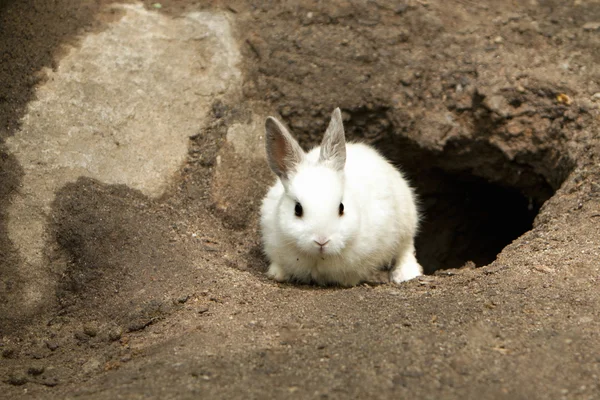 Niedliches weißes Kaninchen verlässt Höhle lizenzfreie Stockfotos