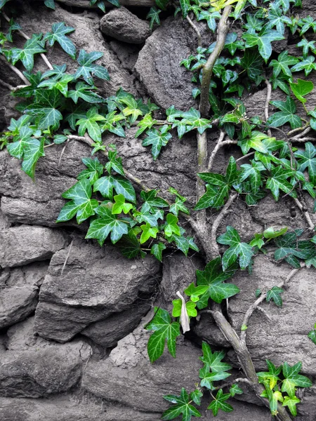 Ivy ile duvar — Stok fotoğraf