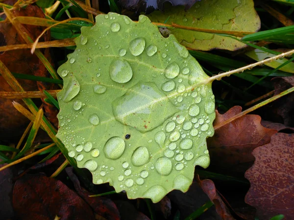 Krople deszczu na liściu — Zdjęcie stockowe