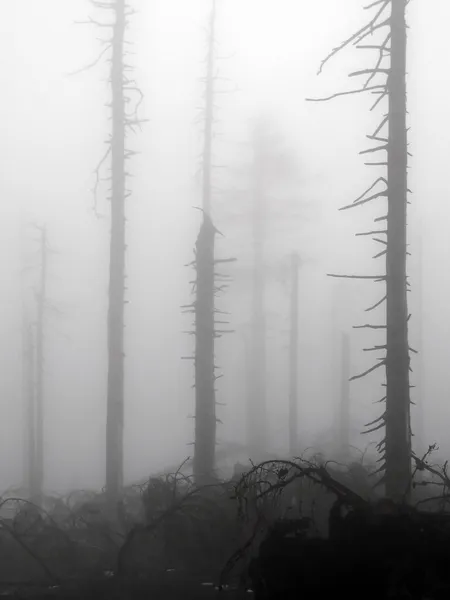 Νεκρό δάσος — Φωτογραφία Αρχείου