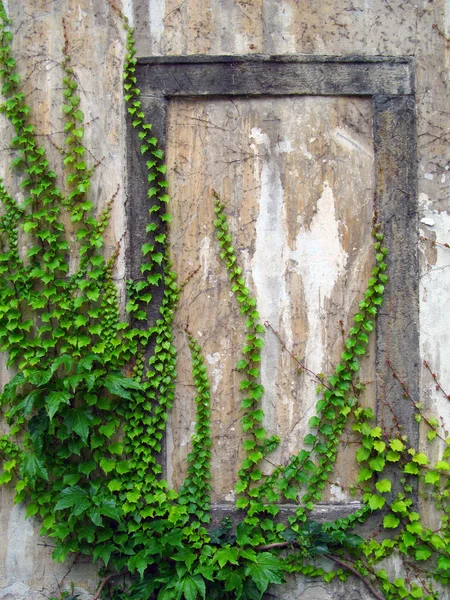Gammal vägg med murgröna — Stockfoto