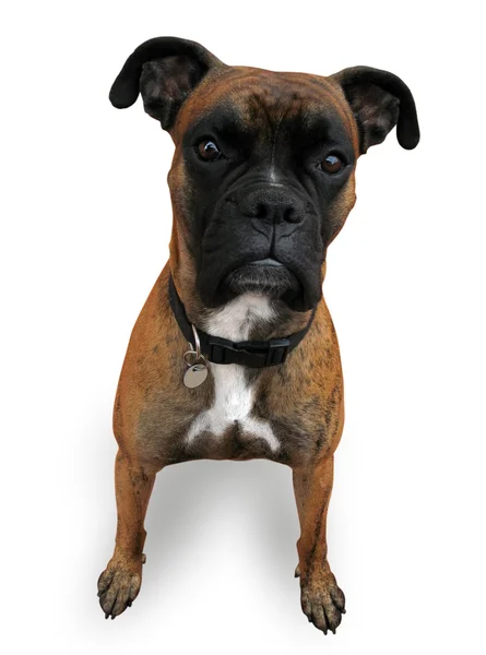 stock image Boxer dog