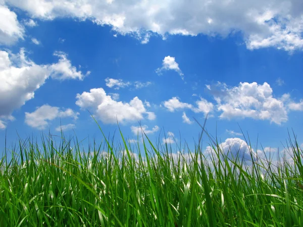 하늘 아래 잔디 — 스톡 사진