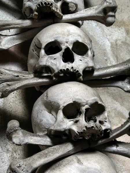 Crânios e ossos — Fotografia de Stock
