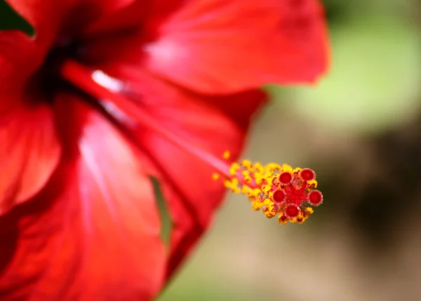 stock image Hibiscus