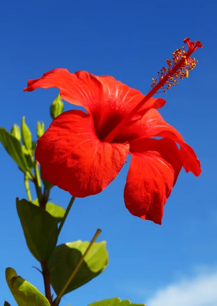 stock image Hibiscus