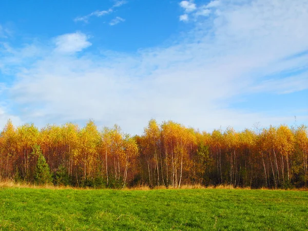 stock image Autumnal forest