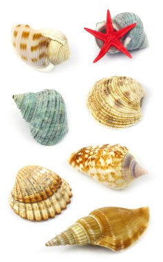 Sea shells clipart