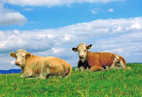 Legelő tehenek — Stock Fotó