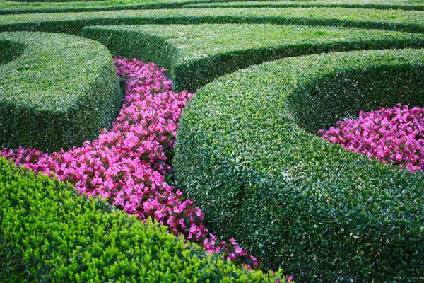 stock image Flowerbed