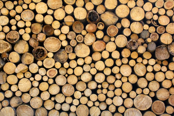 Grumes en bois — Photo