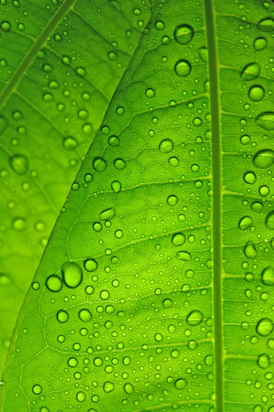 Σταγόνες βροχής σε πράσινα φύλλα — Φωτογραφία Αρχείου