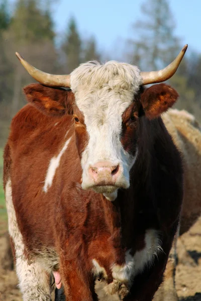 Корови на пасовищі — стокове фото