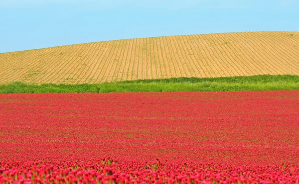 Red clover field — Stock Photo, Image
