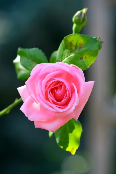 stock image Rose bloom