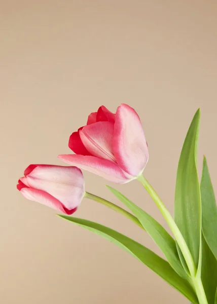 Spring Tulips — Stock Photo, Image