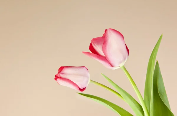 Тюльпаны весной — стоковое фото