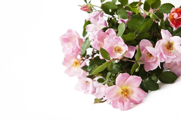 粉色玫瑰白色背景 — 图库照片