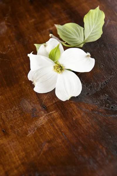 stock image White Dogwood Wood Background