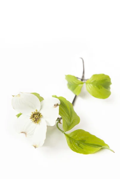 흰 말채나무 꽃 스톡 이미지