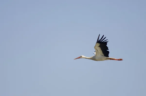 Stork view — Stock Photo, Image