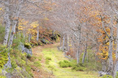 sonbahar moncayo doğal orman park