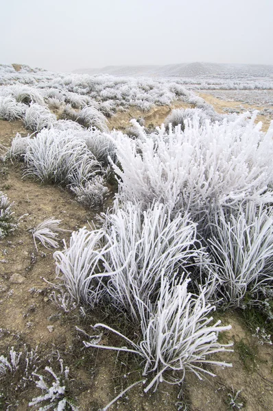 Frostiga landskap — Stockfoto