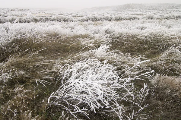 Frosty landscape — Stock Photo, Image