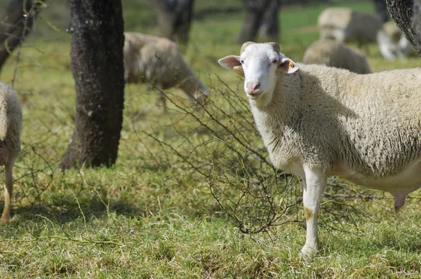 Sheep view — Stock Photo, Image
