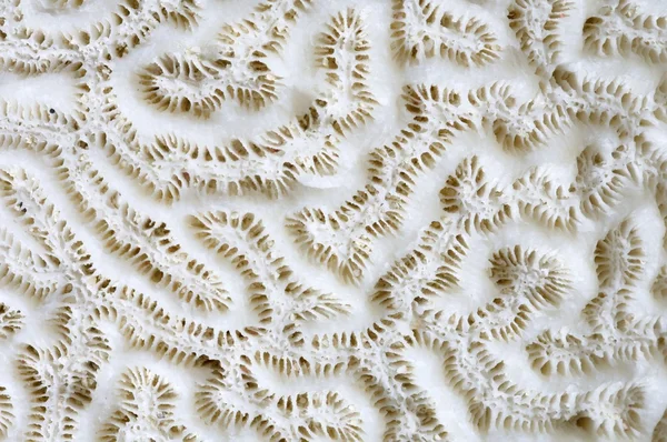 Fond de corail — Photo