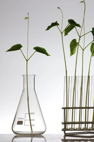 Plant growing — Stock Photo, Image