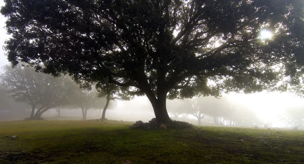 Туман у лісі — стокове фото
