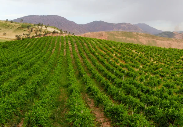 stock image Vineyard